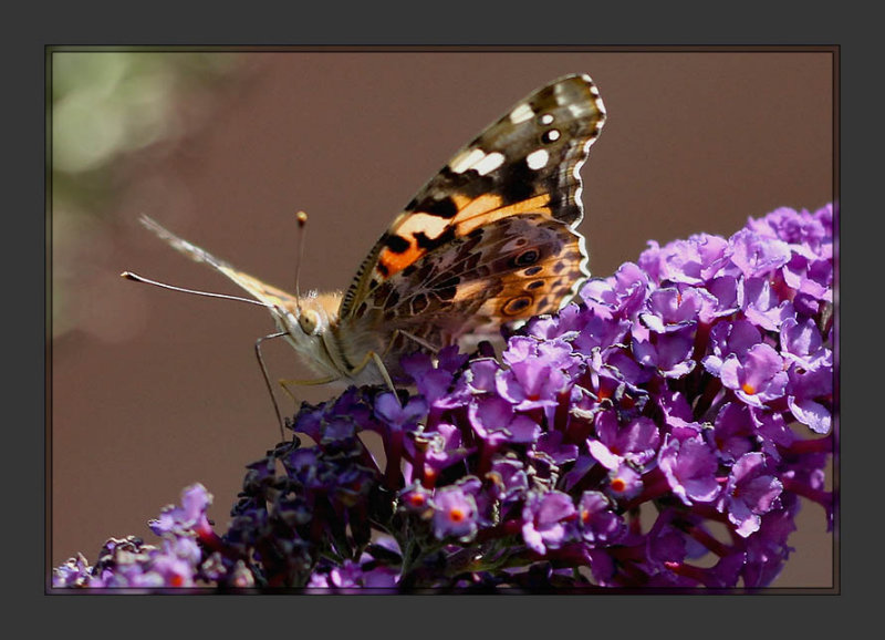 Butterfly_02