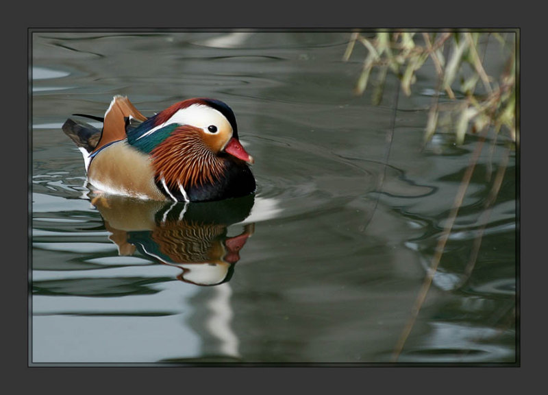 Mandarin Duck
