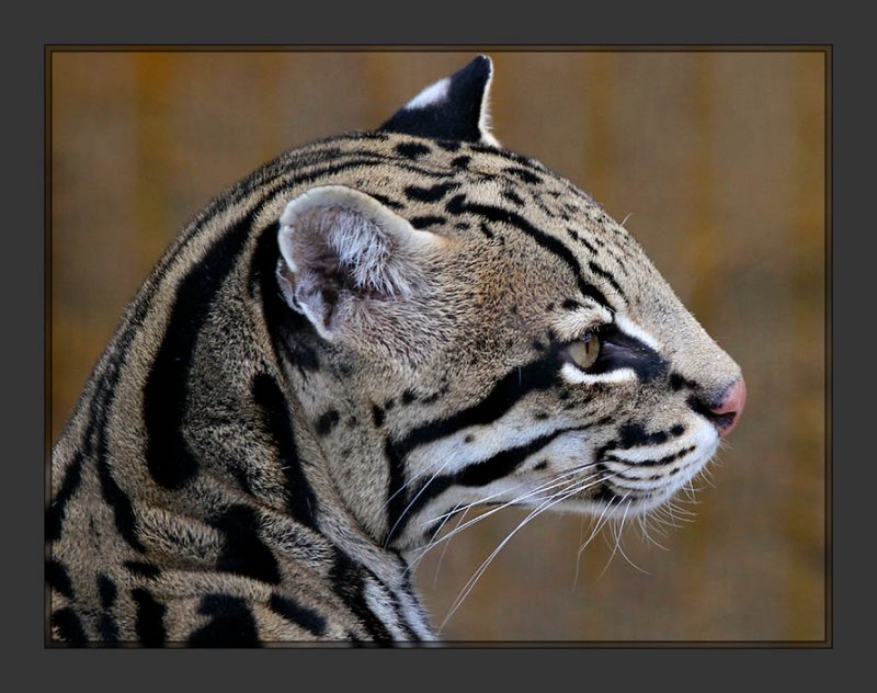 Ocelot