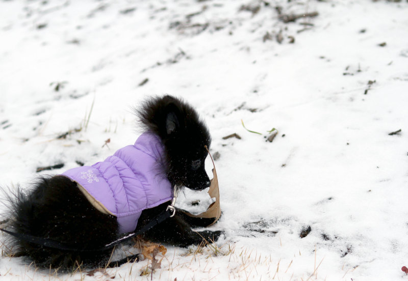 Sophie captures a leaf!