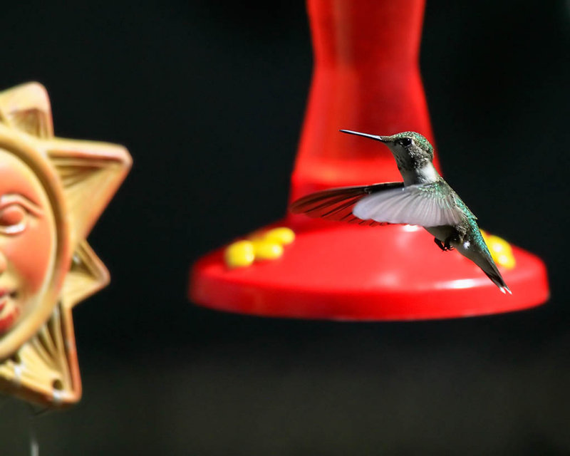 Hummer_2