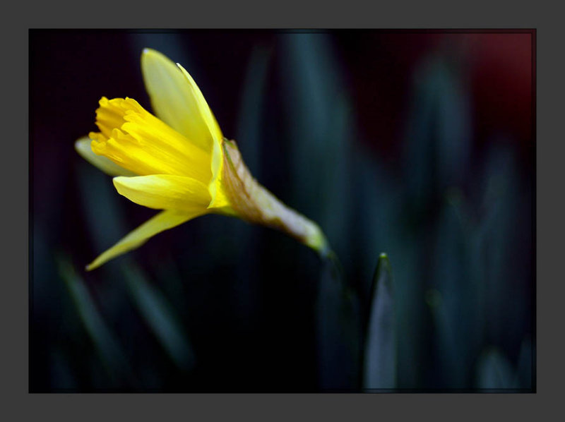 Daffodil