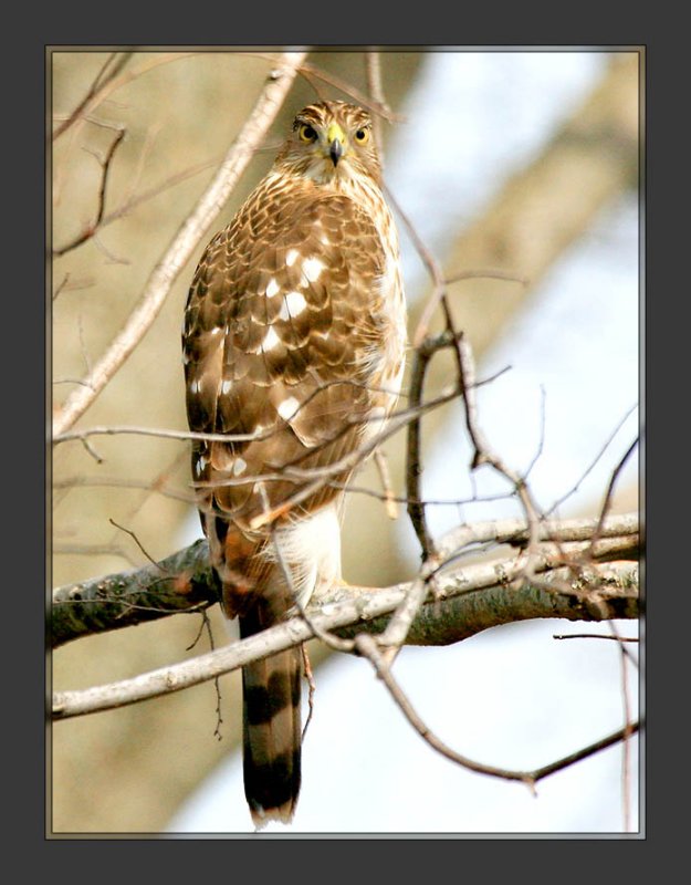 Hawk_3.jpg