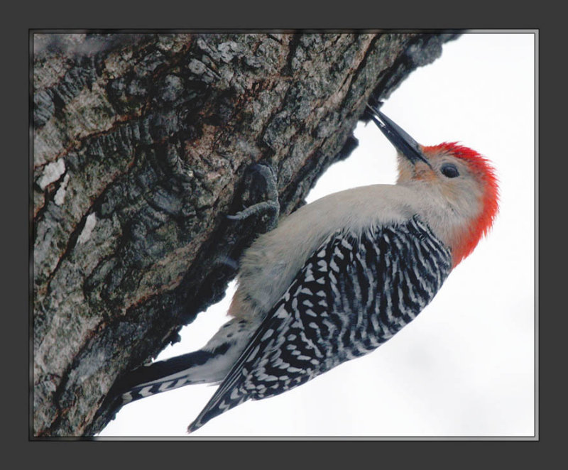 Red-bellied Woodpecker