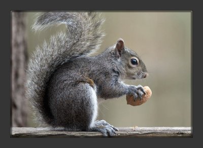 Squirrel2