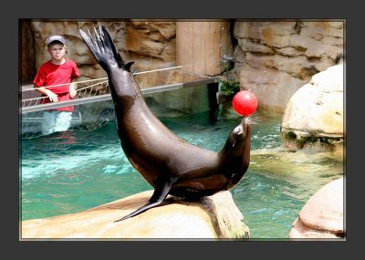 Sea lion2