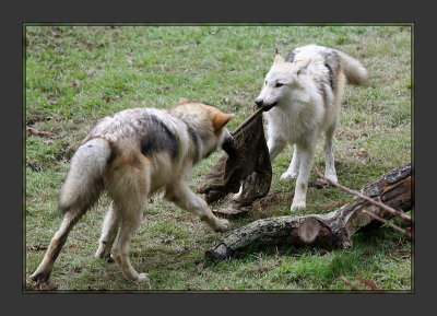 Wolves playing tug-of-war