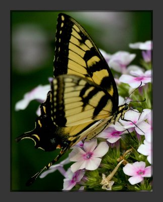 Tiger Swallowtail