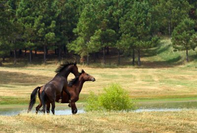 Horses Playing2