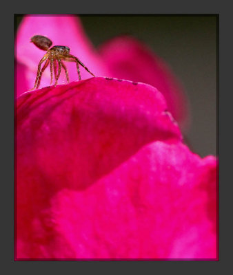 Tiny Spider on a Rose Petal.