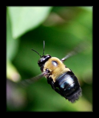 BIF (bee in flight)