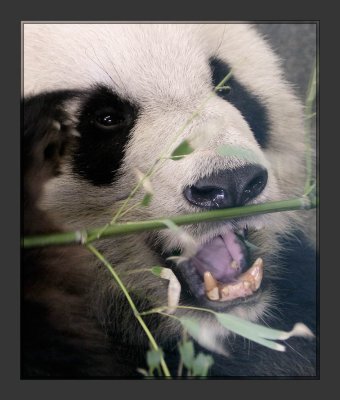 Panda (through glass)