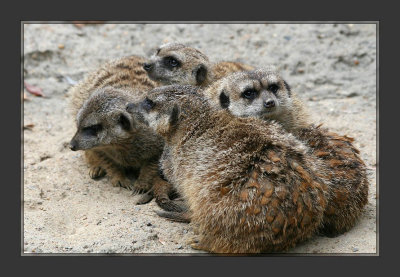 Meerkat  Meeting