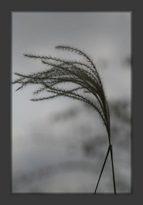 Grass in the Wind