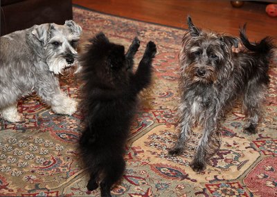 The Pom Puppy meets the Schnauzers