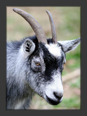 Miniature goat