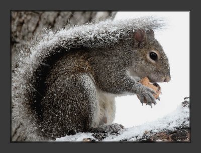 Snow Squirrel