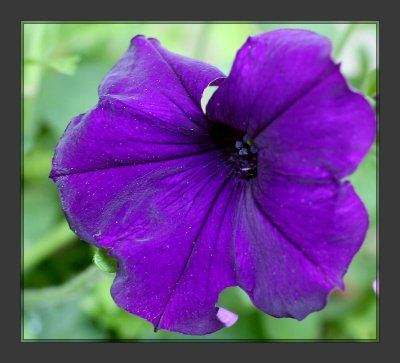 A Purple Petunia