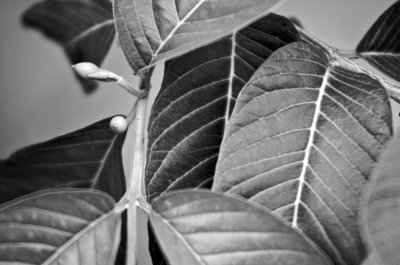 Psidium guajava