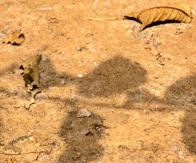 Sunny Leaves III