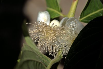 Psidium guajava