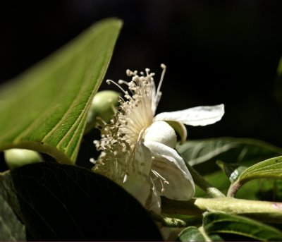 Psidium guajava