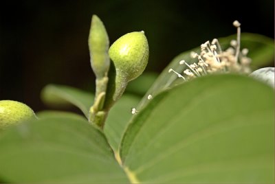 Psidium guajava