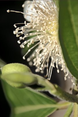 Psidium guajava