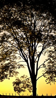 Tree-Fence