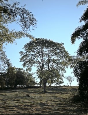 Treescape