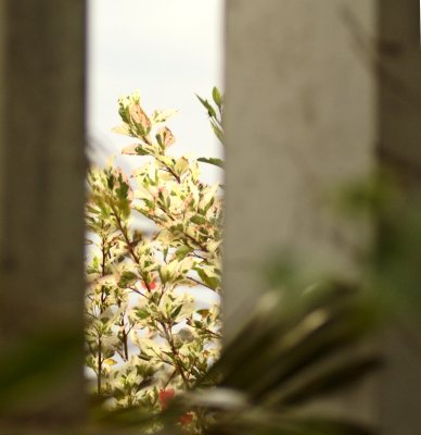 Home & Garden II