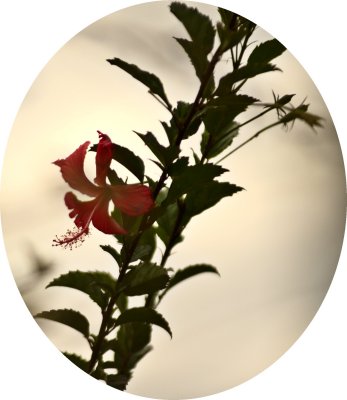 Glass Flower