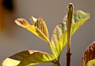 Psidium guajava