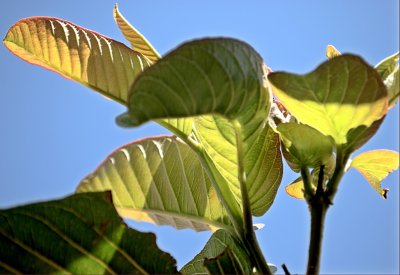 Leaf Cutter Damage