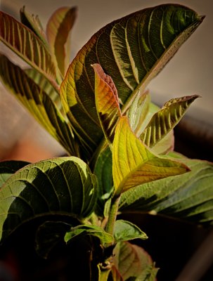 Light & Leaves