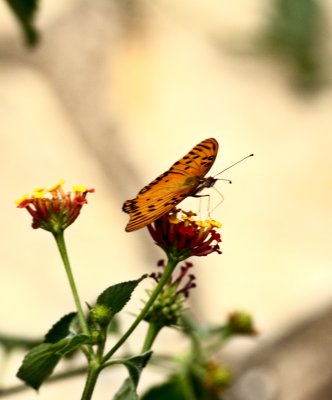 Butterfly IV