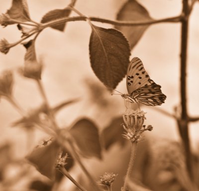 Butterfly III