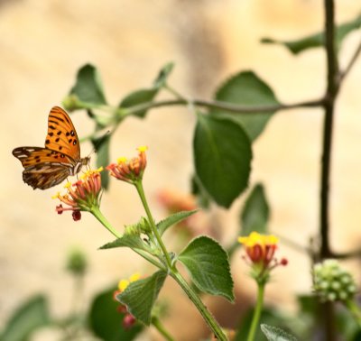 Butterfly II