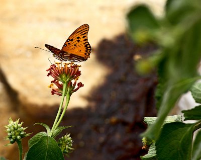 Butterfly I
