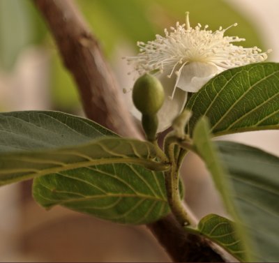Psidium guajava