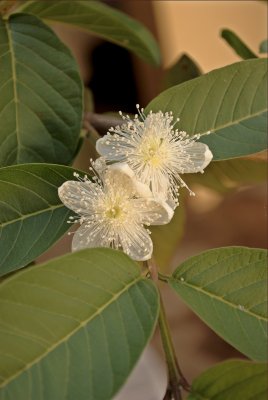 Psidium guajava