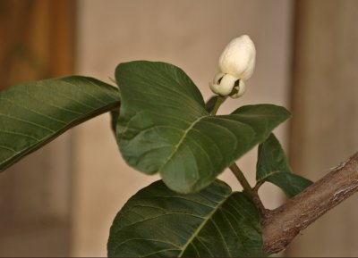 Psidium guajava
