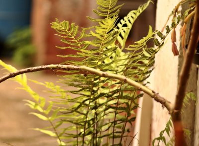 Branch 'n Fern