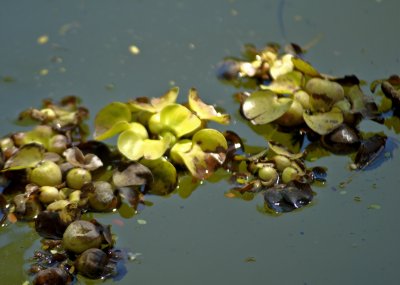 Float