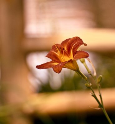Orange Flora