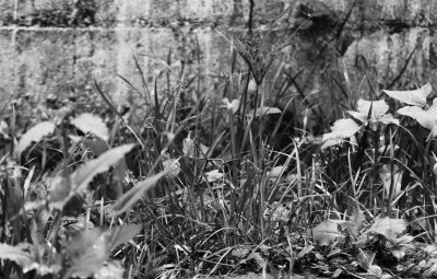 Summer Weeds