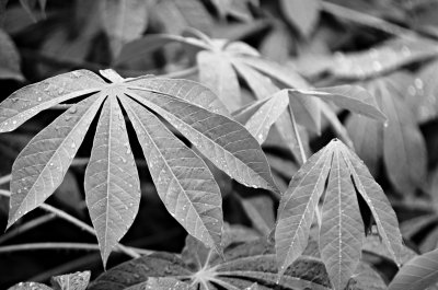 B&W Leaves