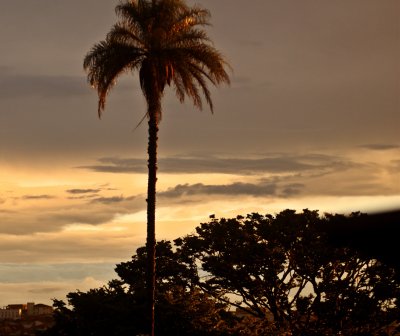 Coco Sunset
