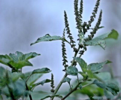 Amaranth