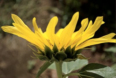 sunflora